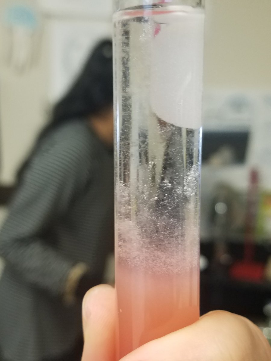 HannahWitzig's tweet photo. Today, 7th graders extracted DNA from strawberries and spinach. It was quite successful for everyone!! https://t.co/PtyXtmOOb1