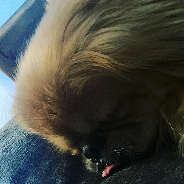 dawningdolphins's tweet photo. Mushu💙💙💙 #mushu #pekingese #peke #pets #petsofinstagram  #ilovemymushu #petstagram #pekingeseofinstagram https://t.co/rb9ebt5Qxx https://t.co/dQ24zvlrw9