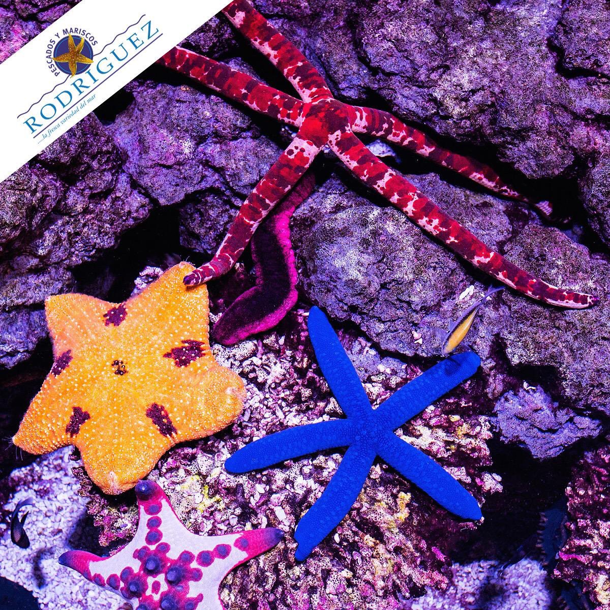 pymrodriguez's tweet photo. 🌊 Respeta a las estrellas de mar 🌟 

#siguealaestrella #pescadosmalaga #mariscosmalaga #pescadofresco #mariscofresco #mariscovivo #pescadocongelado #mariscocongelado #realfood #realfooder #malaga  #costadelsol #marmediterraneo #espetos #chiringuito #elaboracion #saboramalaga https://t.co/bzZBu6praA