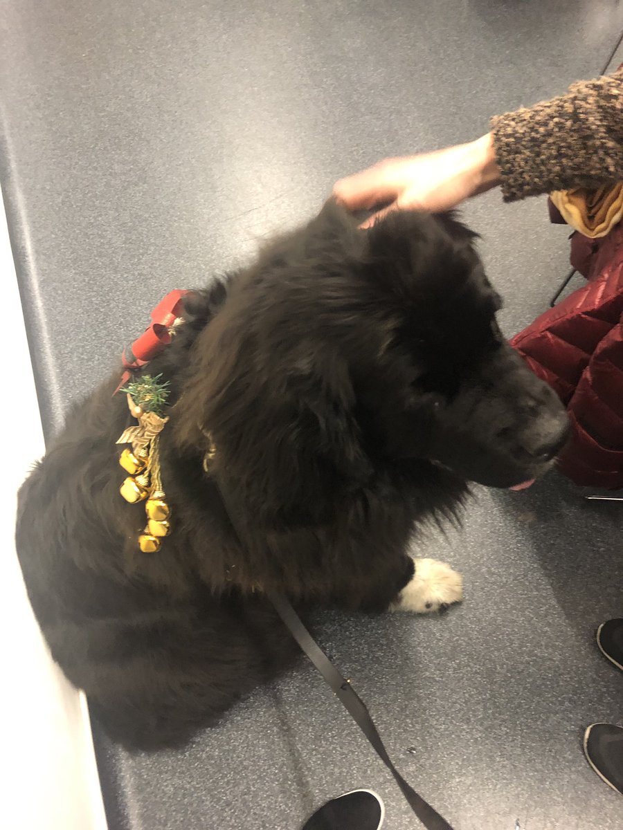 msharkey97's tweet photo. Today we had a visit at the New Graduate Nurse Professional Development Day from Nelly, the beautiful Newfoundland therapet 😊❤️ with her gorgeous Christmas bells! 🎄🎊 #therapet @NHSG_PEFs #NGNday https://t.co/2tmjs5fsO0