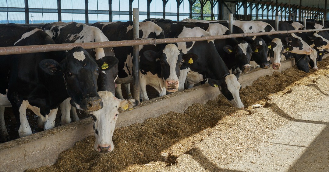 specialist_us's tweet photo. Secure your winter feed with local NY feed. Contact John Balbian, Specialist Nutrition, +315 671 1695 or see https://t.co/HohzOlGLAW
#FultonGold #FultonSyrup #Moistfeed #animalfeed #NYdairy #NY #NYfarmers #farmers #syracuse #cows https://t.co/gNs0OIA2SR