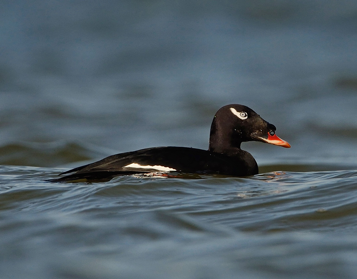 Stejneger's Scoter, Melanitta stejnegeri, returning bird - 3rd winter in a row. Today at Gdańsk-Stogi. Photo from 2018 season.
<a href="/TarsigerTeam/">Tarsiger</a>