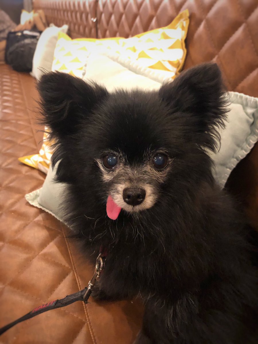 smalldogsbigcit's tweet photo. We just added a huuuuge list of #dogfriendly places in #Dublin 
Have you seen it? https://t.co/PiAd5J5aeK 🐶🐶 https://t.co/rlgMrxHM4E