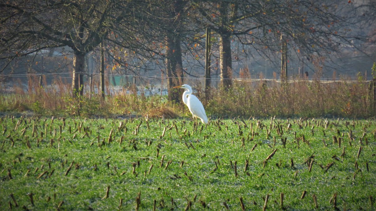 inja5248's tweet photo. #grote_zilverreigers
langs de #Middelsgraaf bij #Hommelheide π
@Sovon
@vogelnieuws https://t.co/oPu38UeH1o