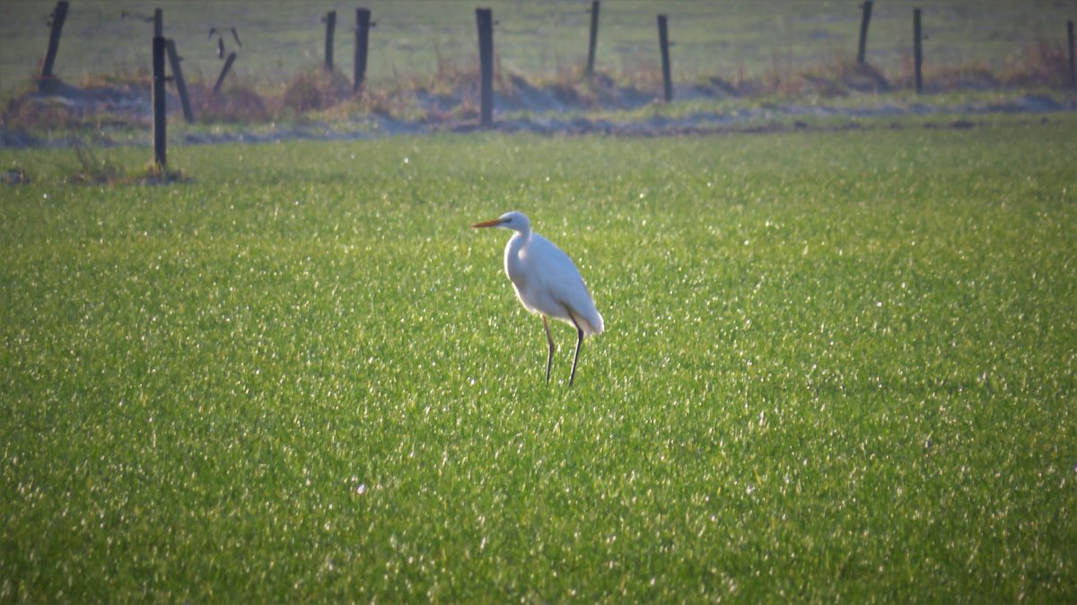 inja5248's tweet photo. #grote_zilverreigers
langs de #Middelsgraaf bij #Hommelheide π
@Sovon
@vogelnieuws https://t.co/oPu38UeH1o