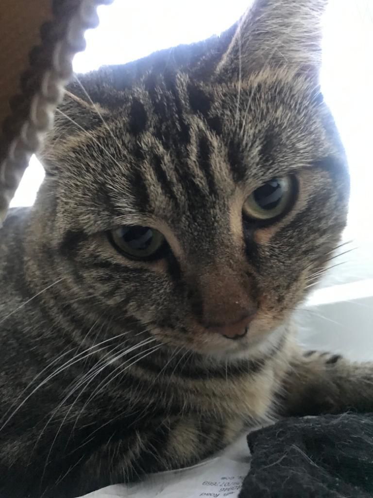 The Gilbert Principle tweet media