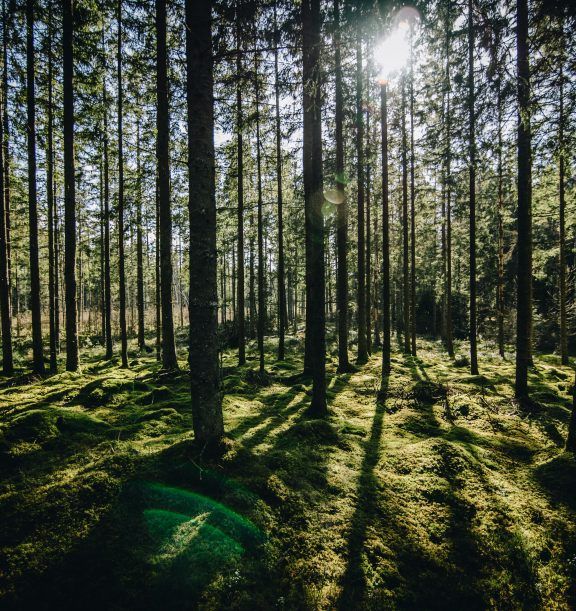 Premier Forest Products tweet media