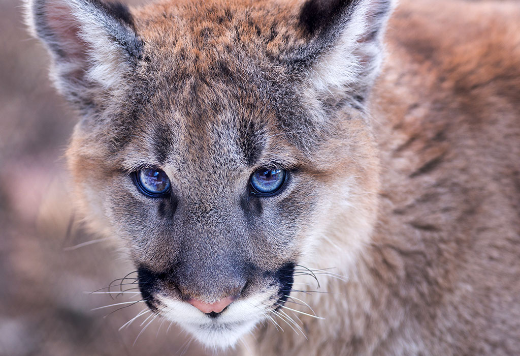 wildearthguard's tweet photo. Colorado has contracted with federal Wildlife Services to kill mountain lions and black bears in the name of restoring mule deer populations. But it's oil and gas development that's depleting mule deer numbers, not innocent carnivores. Coloradans act now: https://t.co/c3rD7ptsRZ https://t.co/6efgOgE3iM