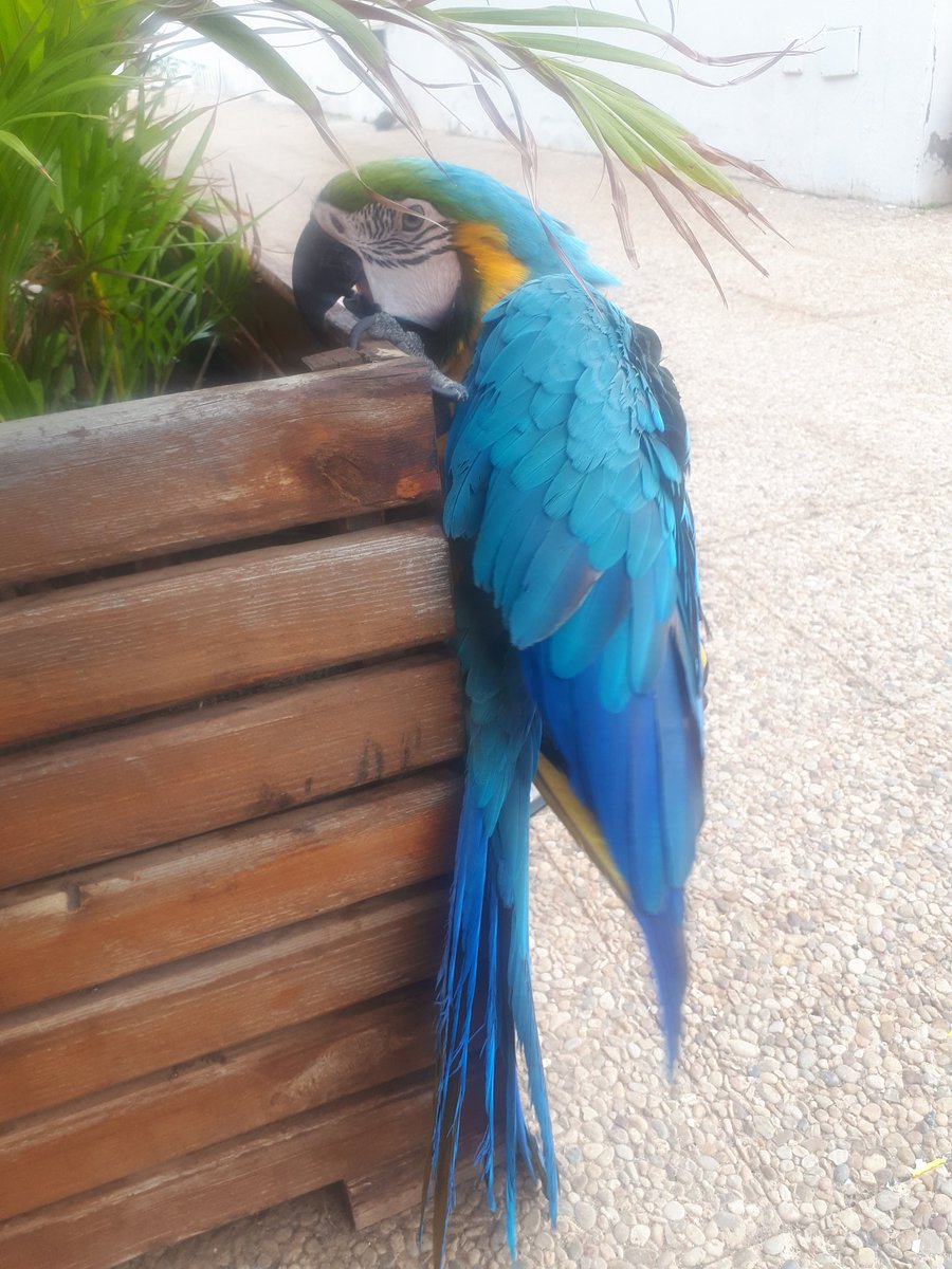Love this lil dude! ❤ #parrot #lanzarote #travel #animallover #tropicalbird