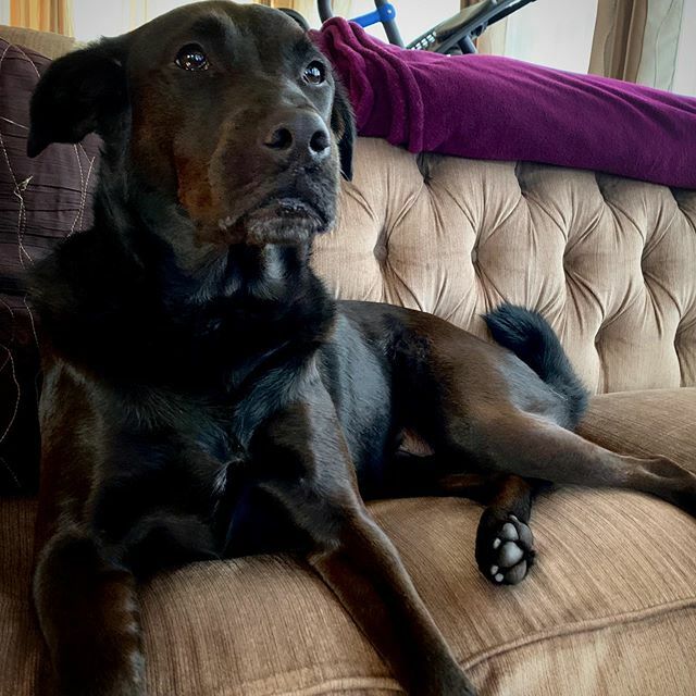 This distinguished young man turns 5 today. Happy Birthday @labradorablecole! We love you and are so glad you picked us as your humans. ift.tt/363jTg2