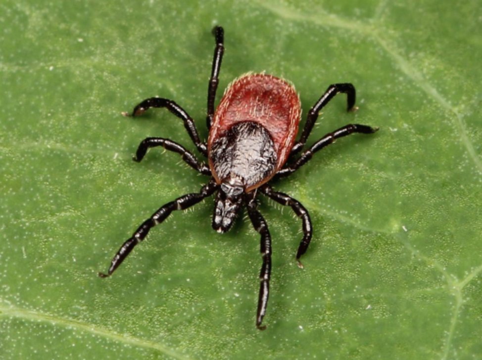 TickAppOnTour's tweet image. Ticks are most active during the spring and summer; however, adult black-legged ticks continue to search for hosts as long as temperatures are above freezing. Make sure to continue checking for ticks into the winter months. #TickApp2019 #blackleggedticks
