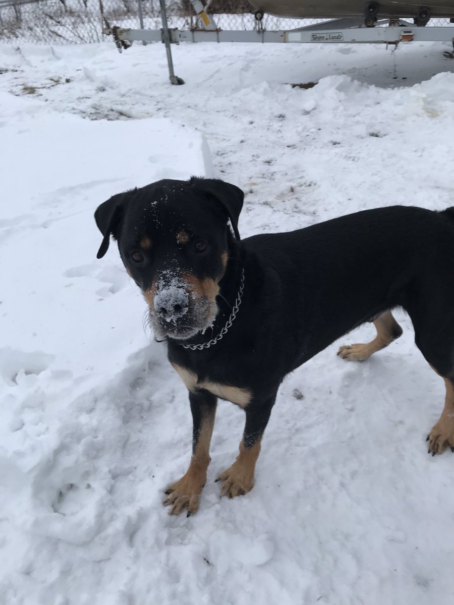 ShirleysPets's tweet photo. Bones and Max after playing in the snow this morning... ❄️❄️❄️ ❤️#ShirleysPets #petsitting https://t.co/KVMpiuGJdJ