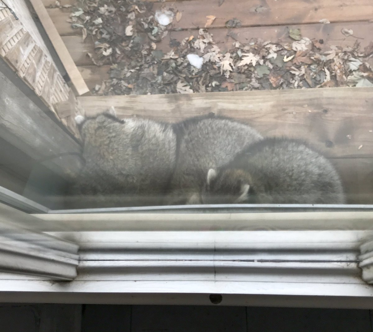 evandubinsky's tweet photo. 💕
where did my friends go
little raccoon family
I will miss you all https://t.co/HbZZiWMUYV