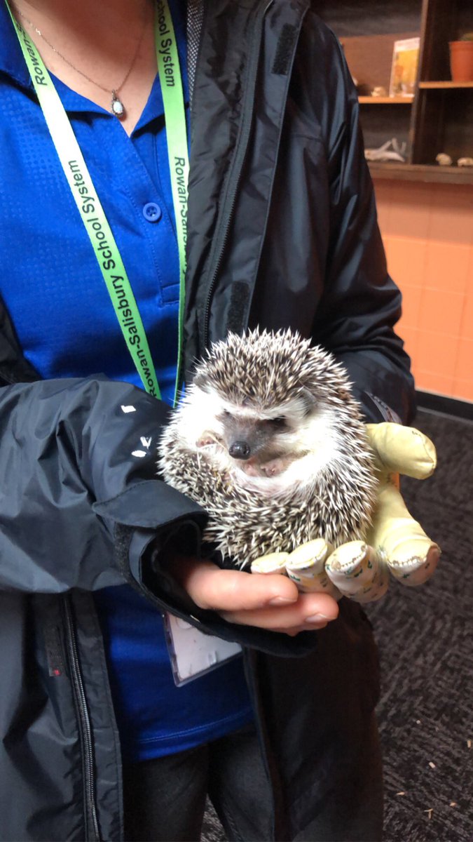 Animal Instincts <a href="/RSSHorizons/">Horizons Unlimited</a> #turtle #snake #hedgehog