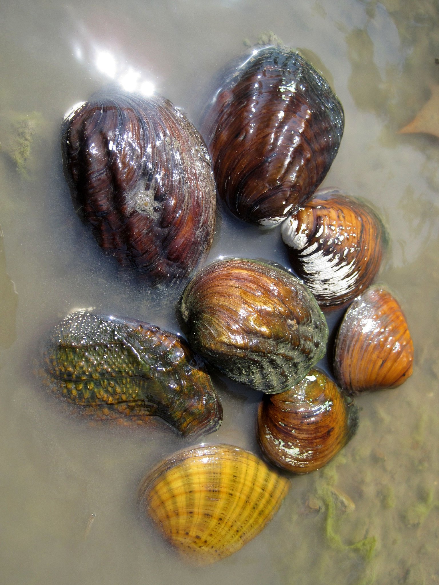 USFWS Refuge System on Twitter "Worth a listen "Why Freshwater