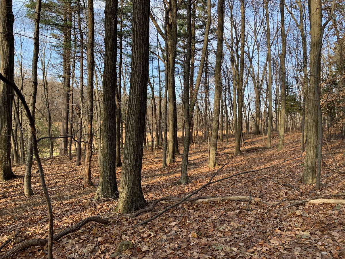 jha_dave's tweet photo. Although our days in the forest are behind us, here are photos from once we first entered in summer and when we left in winter. Quite the difference! #ees152 https://t.co/t2W9uxxBOM