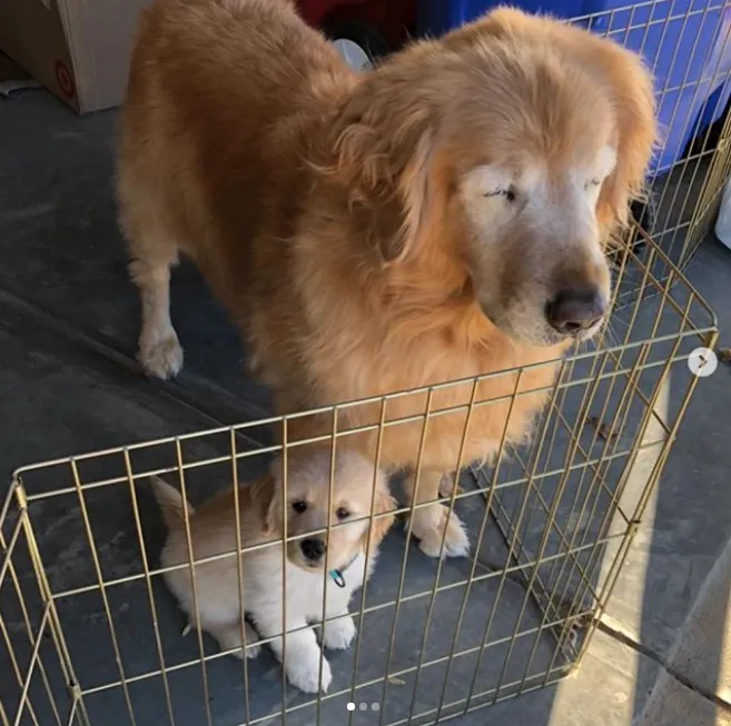 Hola   😊
Resulta que Charlie tiene 11 años y perdió sus dos ojitos a causa de un glaucoma, su estado de salud no era bueno
Estaba deprimido y se chocaba todo
Sus papas humanos decidieron que tenga una compania 
a ver si se sentia mejor.
Era un cachorrita igual a el, al principio