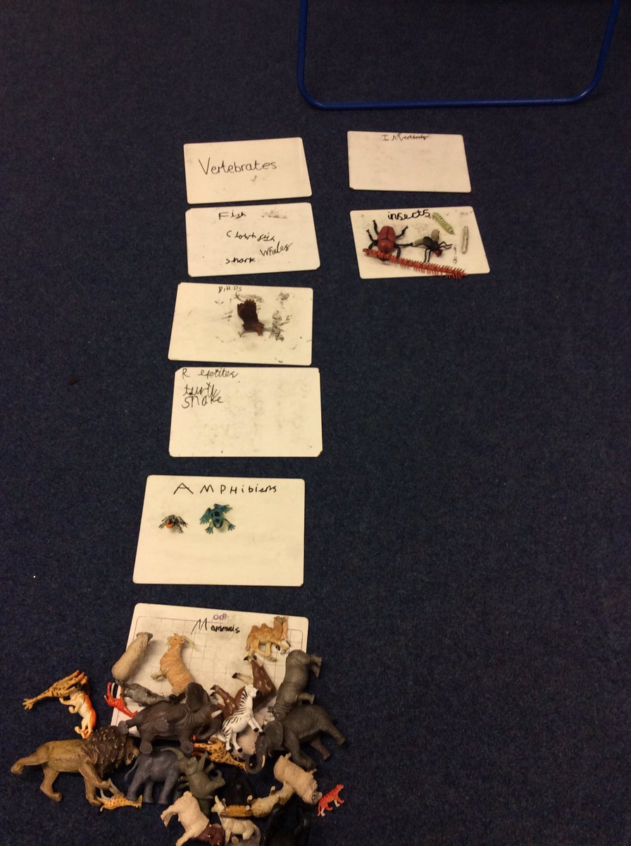 MrsC_017's tweet photo. Zoologist school is underway this week in year 3. Classifying animals, learning the key characteristics of each animal class and creating our own classification keys. @HaxbyRoad @mrsdpriscience @STEMLearningUK #sciencecareers #handsonmindson #languageforlearning https://t.co/O5IYhrIjxP