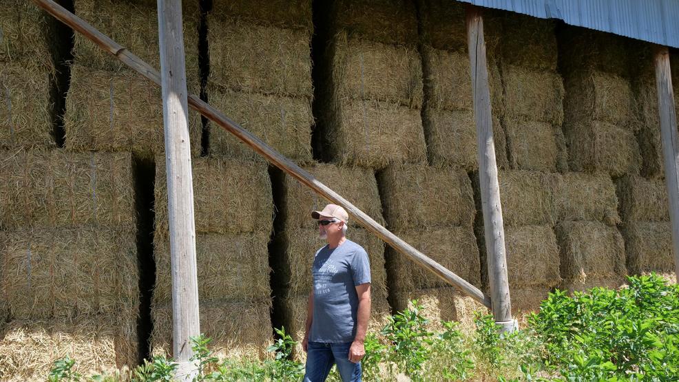 UtahBizStartups's tweet photo. #Utah farmers and entrepreneurs compete to grow medical marijuana - KUTV 2News https://t.co/HLYfGvEJLk https://t.co/hhqkLvt8VP