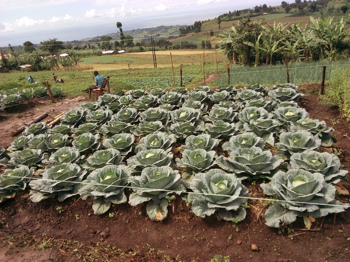 Field farmer training tomorrow 6th Dec to 8th Dec 2019 in Kapchorwa diatrict.Come learn the value chain in horticulture, animal husbandry ,matooke production vis via soil conservation measures.
