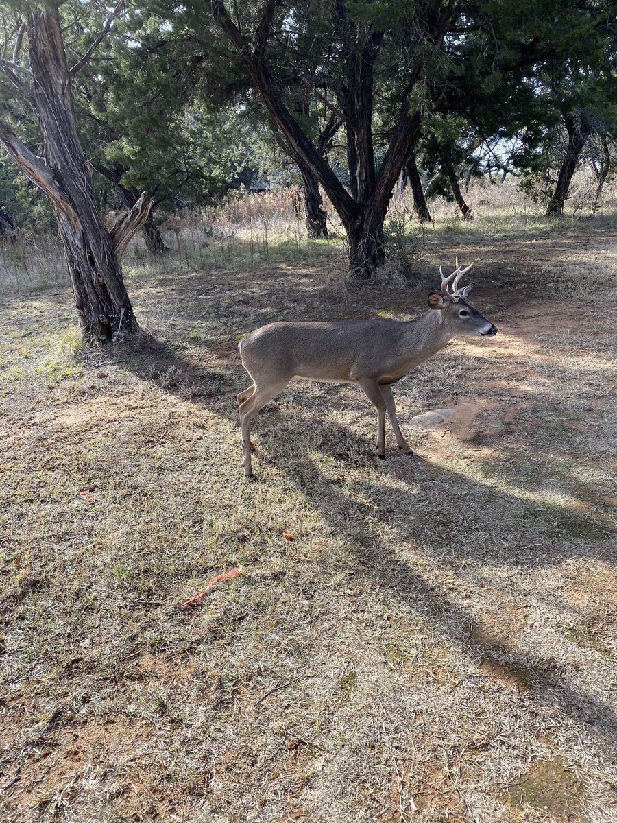 A deer came and stopped by during our orienteering lesson! The kids did a great job staying quiet and becoming deer paparazzi. #wilmeth #mymisd