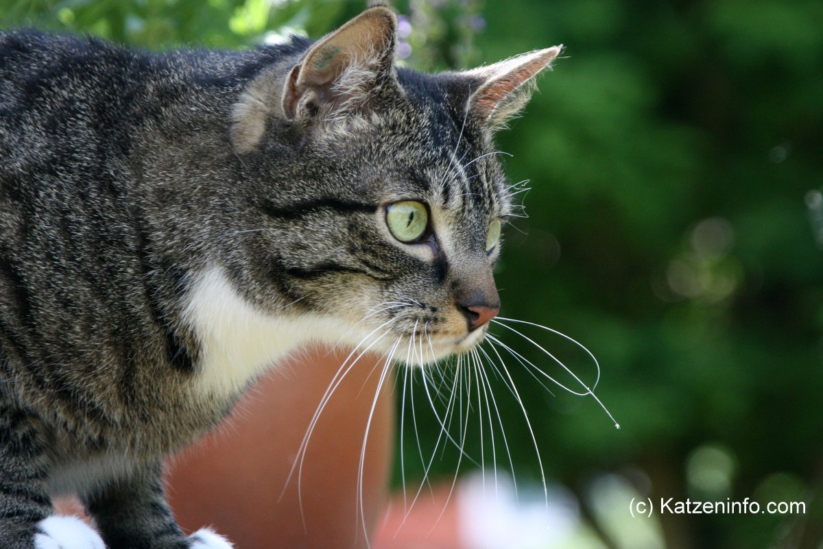 Katzeninfo's tweet photo. Warum ist es so wichtig, dass die #Katze #gekennzeichnet ist?  Welche Formen der #Kennzeichnung gibt es, was sind die jeweiligen Vor- und Nachteile, und was kostet die Kennzeichnung eigentlich? Die Antwort findest Du hier: 
👉https://t.co/a9sYH2Fqvn 👀 https://t.co/Q7awpTNffE