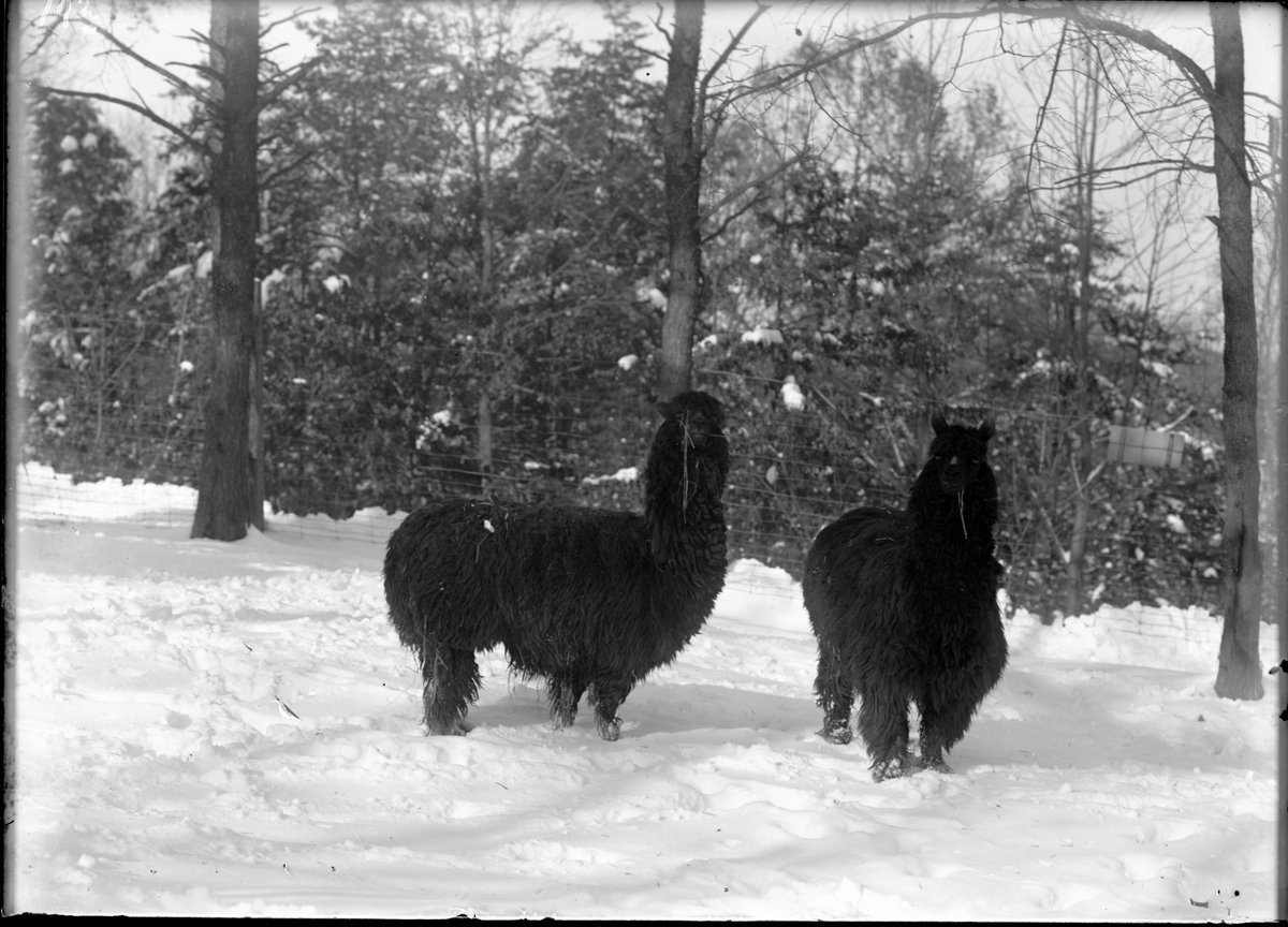 Two llamas standing outside in front of trees. There is snow on the ground.