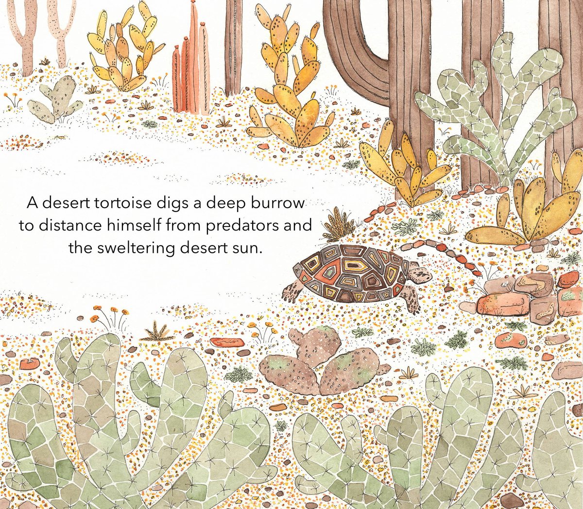 CortBenvenuto's tweet photo. ANIMAL ALLITERATIONS #NF #STEAM features a fusion of familiar and lesser known animals from around the world. Each page alliteratively highlights fascinating facts about diet and adaptation in five significant habitats: desert, water, tundra, grassland, and forest. #PitMad #PB https://t.co/l6nJatMkKE