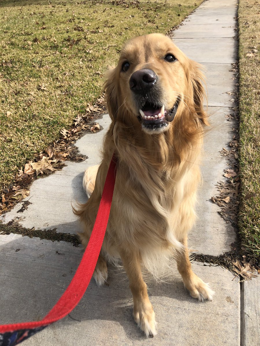 Henry smiling for his close up 
#purplepupdogservices #dogwalking  #Dallas #dogsoftwitter #CuteDog