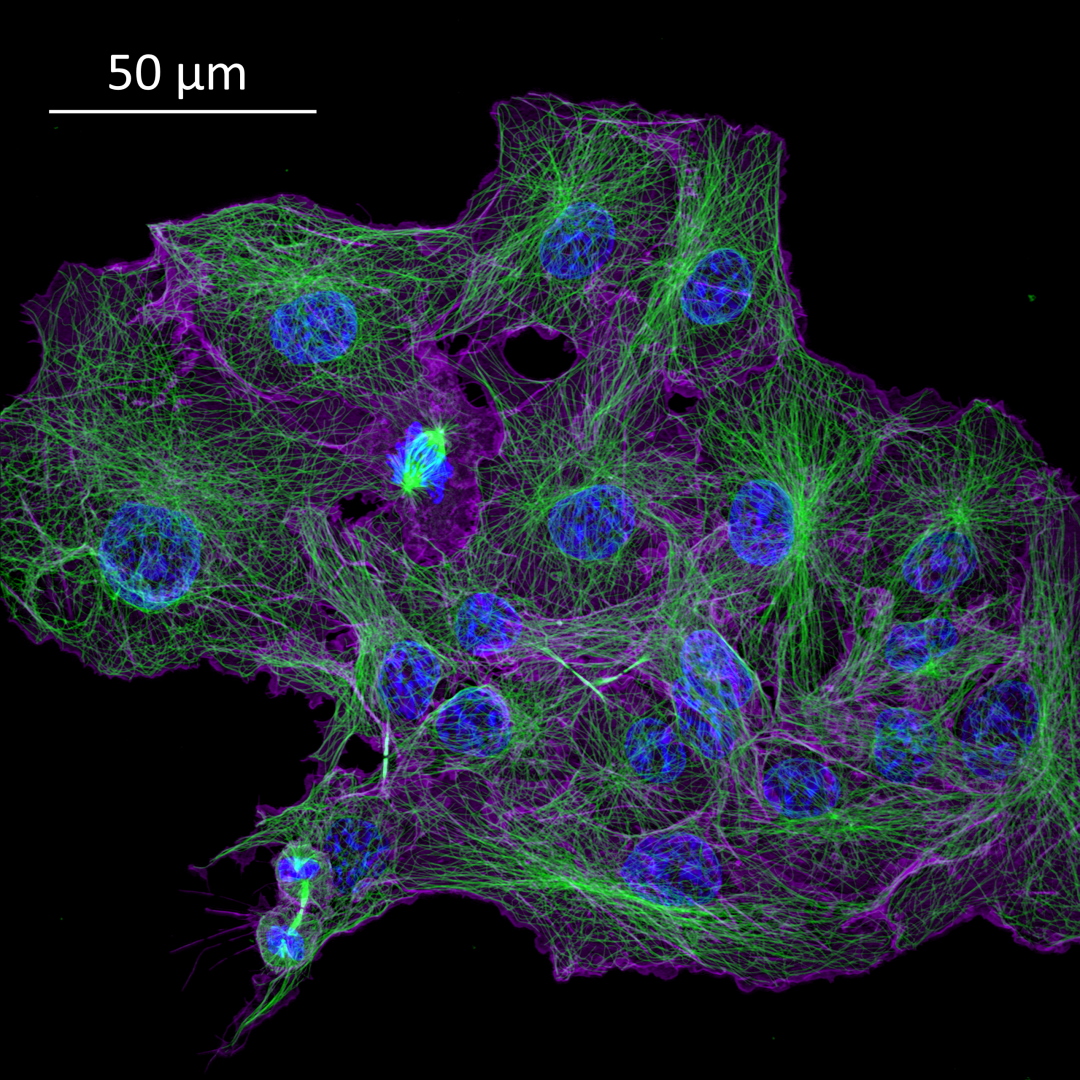 ZEISS Microscopy tweet media