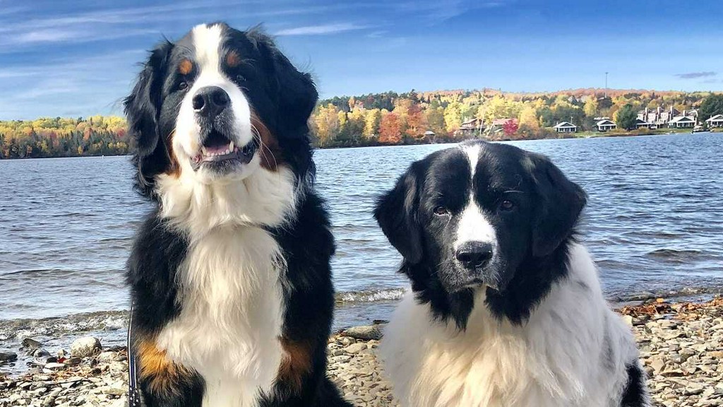 wyffnews4's tweet photo. Here are the most 'pupular' dog names of 2019, website says https://t.co/uUFezVoJrB https://t.co/FOQybHwGIg