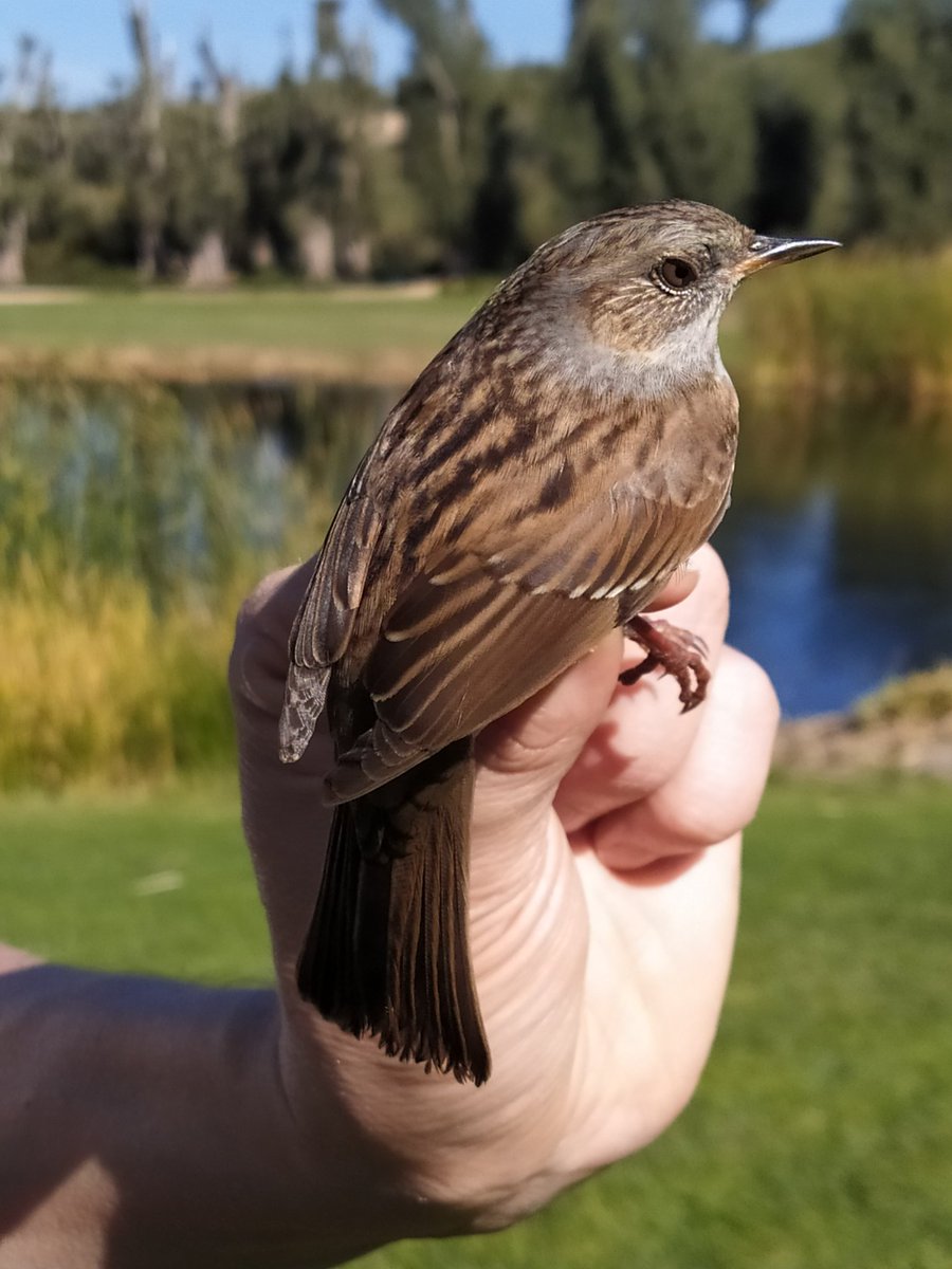 AnillamientoSEO's tweet photo. En el #DiaDelVoluntariado desde la #OficinaDeAnillamiento de @SEO_BirdLife , de la que participan los anillador@s del @CMA_SEOBirdLife y muchas #CCAA y #CentrosDeRecuperación de tod@s l@s voluntari@as que salen al campo a estudiar #aves mediante su #anillamiento #SoisGrandes https://t.co/8dbj5Ujg3B