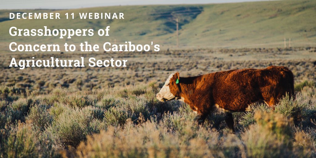 ISCBC's tweet photo. Have you registered for the Dec 11 FREE webinar? Join us for Grasshoppers of Concern to the Cariboo Agriculture Sector. Register at https://t.co/J58WlS3Ivi #agriculture #ranchers #cariboo #rangeland https://t.co/adpUN7Zqev