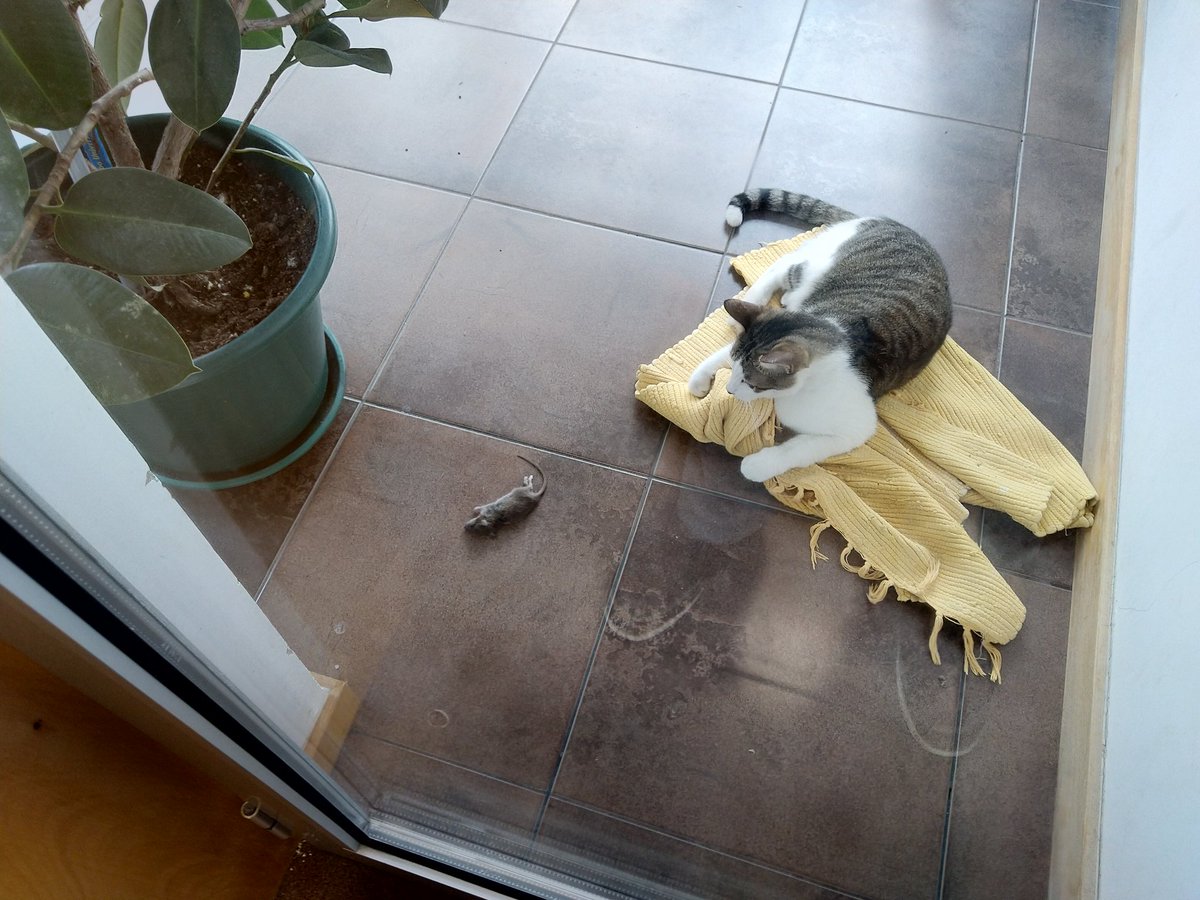 Patuas1's tweet photo. Presents for my hooman https://t.co/AHPPvD9gRU