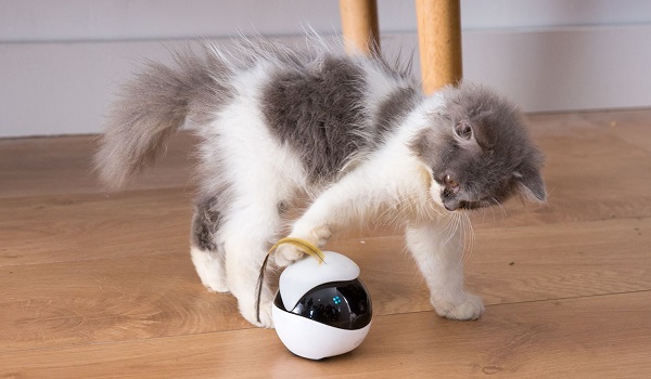 hightechvideo's tweet photo. En votre absence, votre chat s'ennuie. Pour éviter cela, Ebo le divertit avec des exercices et des jeux qu’il aime faire. Mais contrairement aux autres objets connectés pour chat, celui-ci utilise l’intelligence artificielle. https://t.co/JCq02WdWpk https://t.co/UijZrGxzj2