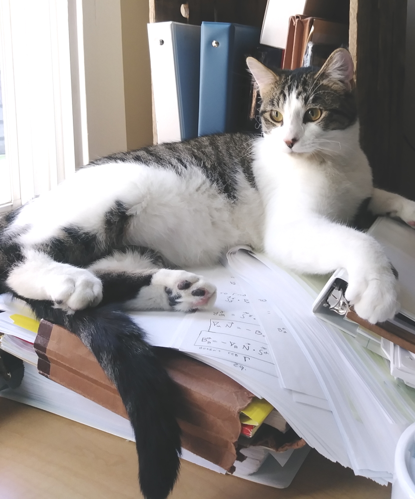 Davy is half kitten/half kangaroo! Purr machine, emo makeup, excellent snacker. #adopt him for the holidays! #kcmo #AdoptDontShop