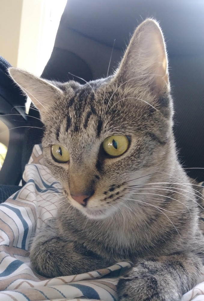 Awesome young cat for adoption!  She strayed into my yard with FOUR kittens (I thought she was also a kitten) in Sept. and I've been fostering her since then. She is aggressively friendly and a magical creature! #kcmo #AdoptDontShop