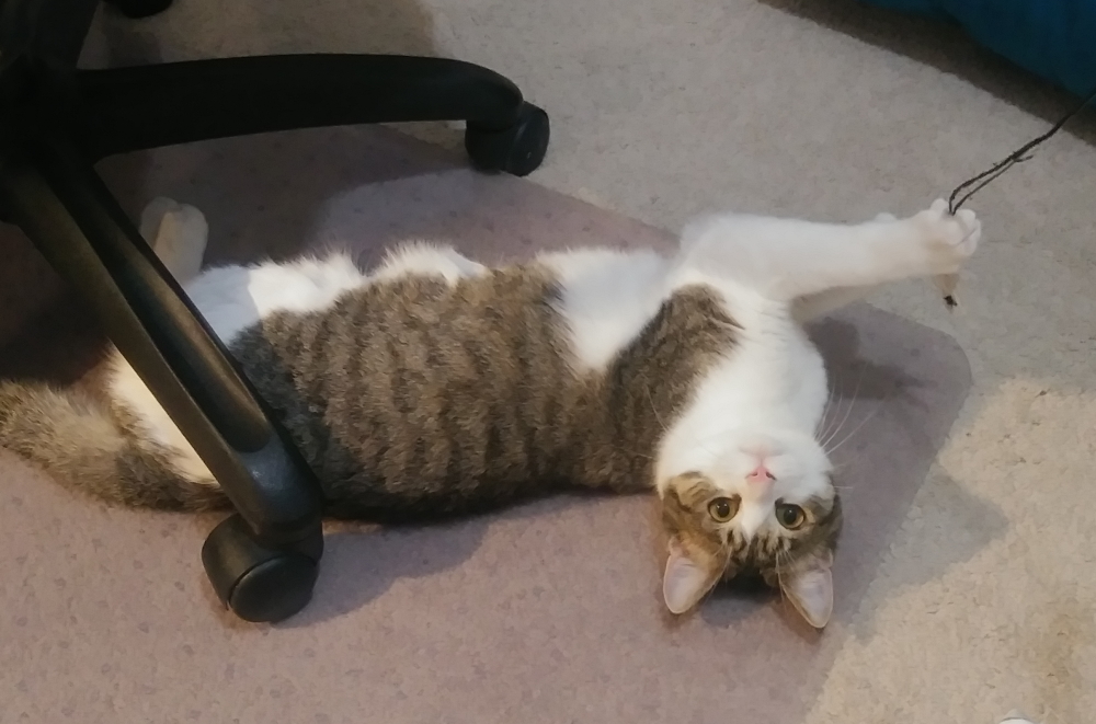 Older kitten ready for #adoption! Duke is playful, sweet, and thoughtful. Needs a chill home to thrive. Saved from the streets for your pleasure! #kcmo #AdoptDontShop