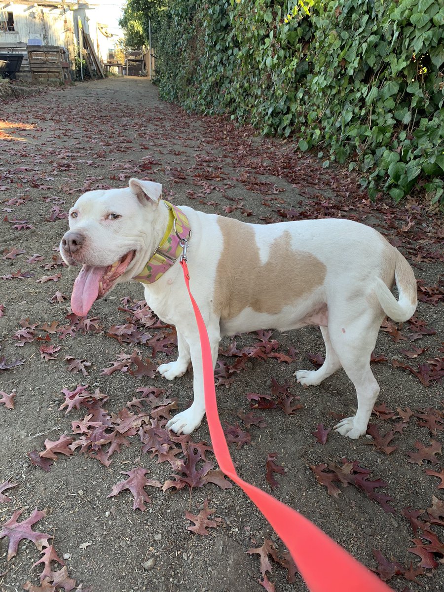 Home at Last Rescue tweet media
