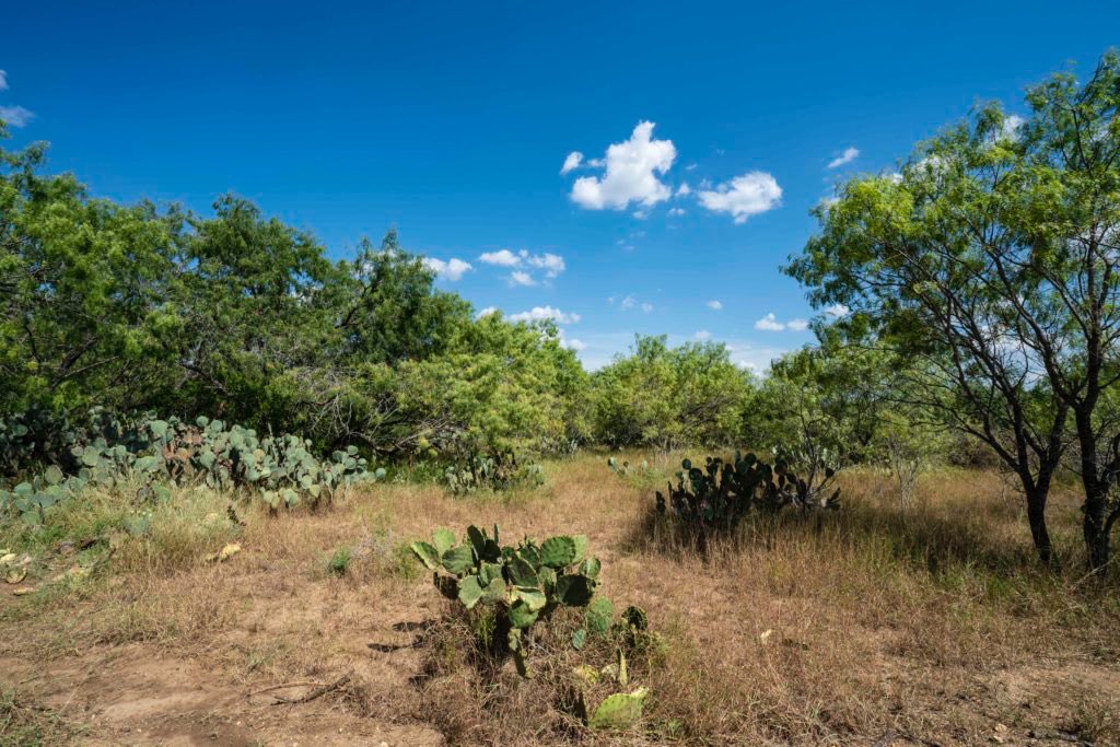 TX_Ranches4Sale's tweet photo. This 40 +/- acre tract that may be subdivided into 28 or 11 acres. It has a wet weather creek, amazing diversity, and 3-Phase power. Great potential for a homesite!

#buylandlivewell #ralphcoughran #southtexasranches #landsofamerica #huntingranch #southtexas #betterouthere https://t.co/BTg0ELLzdl