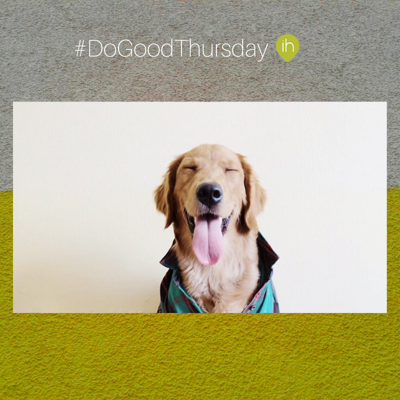 Dog Training by Jarod 🐶 (DogTrainerJarod) Twitter