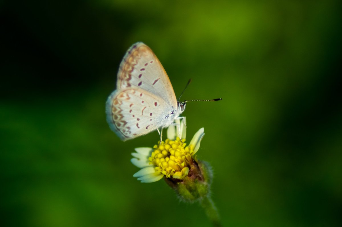 eri666y's tweet photo. Wes yassin an durung

#PhotoOfTheDay
#photography
#macrophotography
#hipa
#Bojonegoro https://t.co/0dUjHry7iY