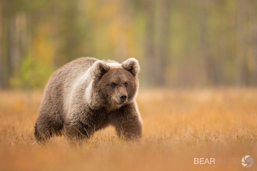 Recently we had the pleasure of hosting British wildlife fanatic <a href="/katemacrae/">WildlifeKate</a> on location in Finland. Along with Kate’s expertise and her inventory of trail cameras, our aim was to film some of Finland’s most elusive predators in the dense boreal forest. 

bearphoto.co.uk/blog/bears-on-…