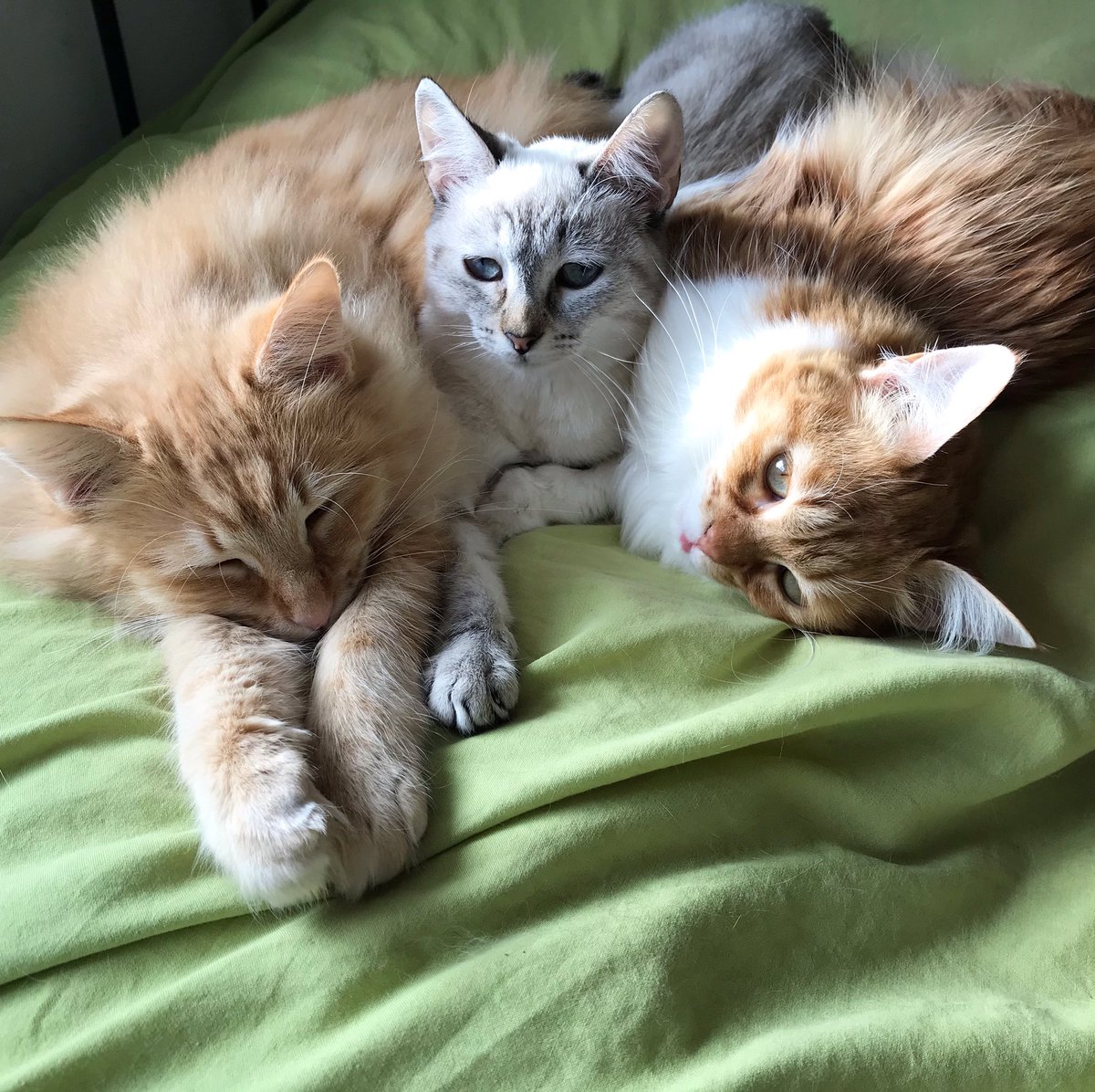 Family 💕
Canela, Patito and Gizmo. 🐱🐱🐱

#CatsOfTwitter #catlife #Naptime #cutecats #catlover