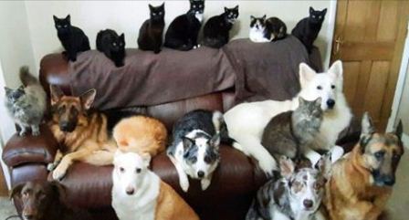 Comer vacas, pollos y cerdos pero no perros y gatos es una decisión basada en nuestra cultura: ¿Perros VS Gatos? Argentina en el puesto N°1 del Ranking mundial de mascotas por habitante ¿Sabés cuánto te cuesta mantener a tu mascota? Enterate de todo.
👉ar.ivoox.com/es/45141521