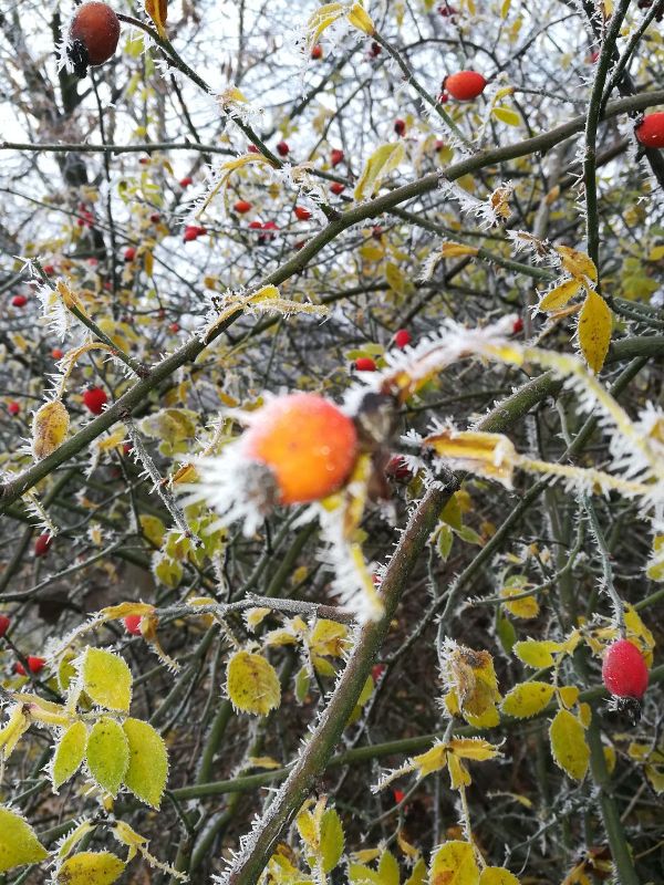 Schwanenschwarz's tweet image. heut früh auf meinem Weg

#Spätherbst