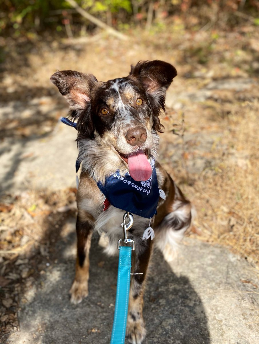 danimponder's tweet image. Wish I was on a hike with my fur baby instead of studying rn :’(