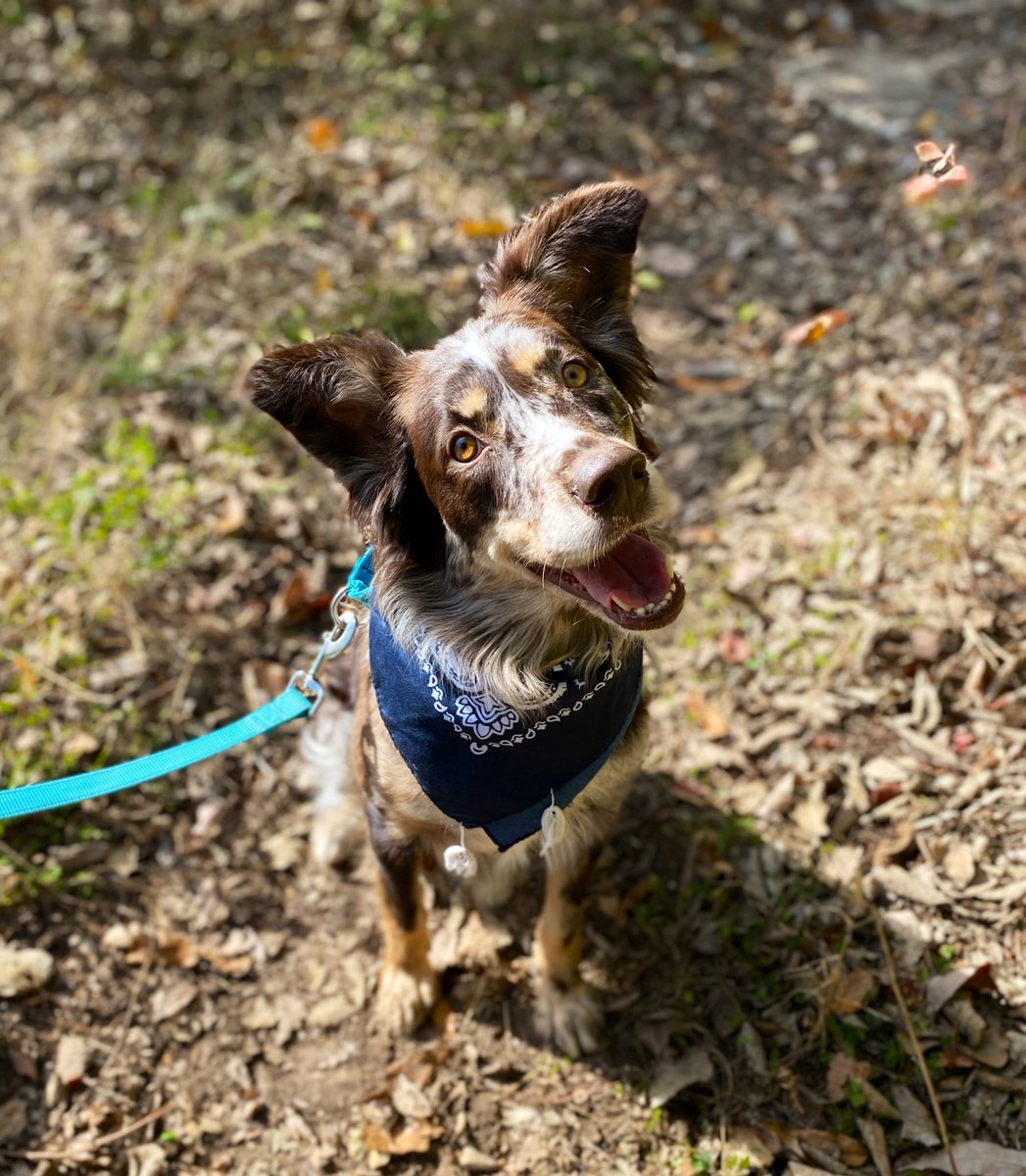 danimponder's tweet image. Wish I was on a hike with my fur baby instead of studying rn :’(