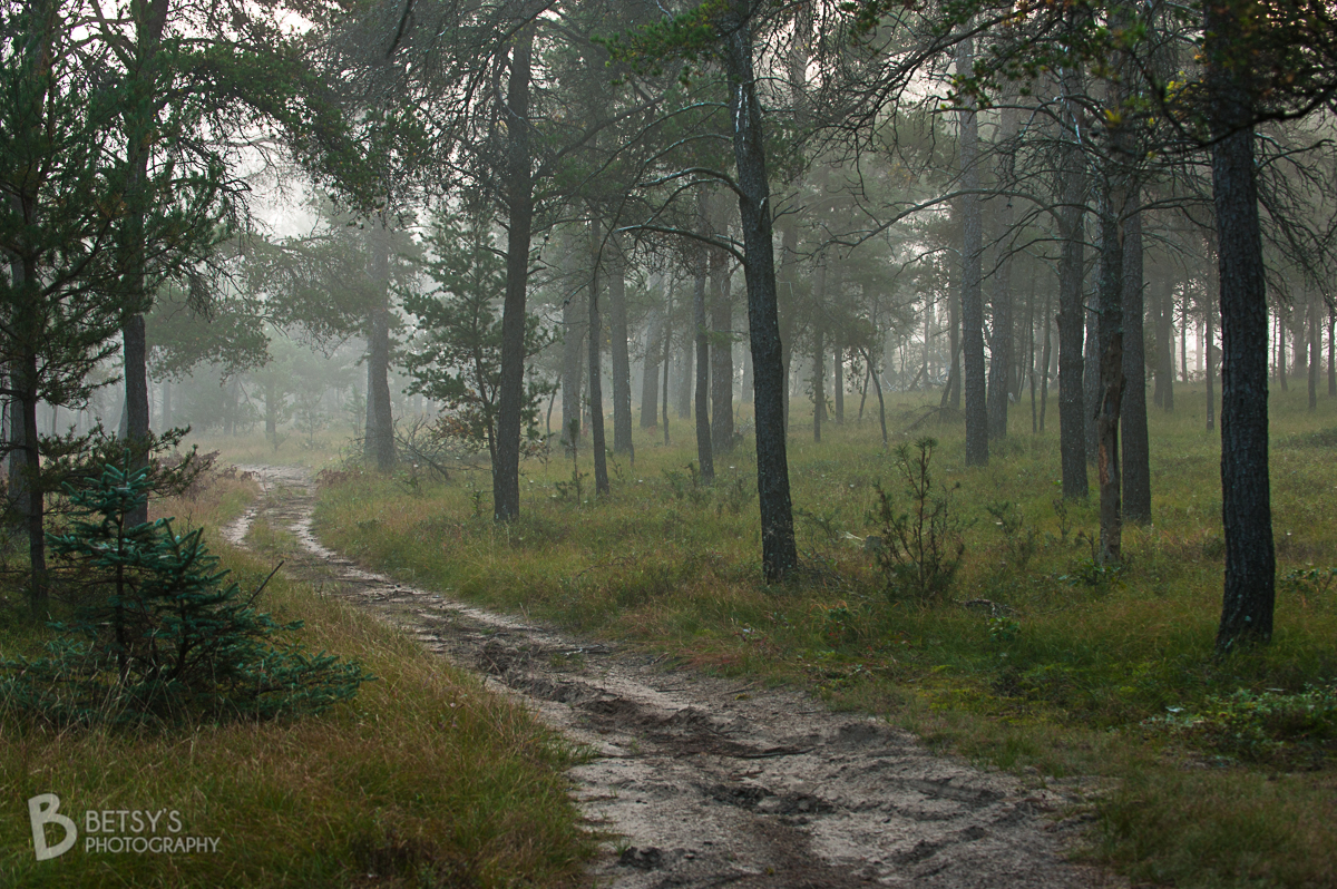 bphotoart's tweet photo. Misty morning in Michigan, Grayling, Michigan, 2015 // You can walk a certain path multiple times, but you never have the same view twice. d. // #mistymorning #graylingmi #fineartphotograph #fineart #jackpineforest #fineart #fineartphotography #landscape #landscapephotography https://t.co/p1aSYxAiCw
