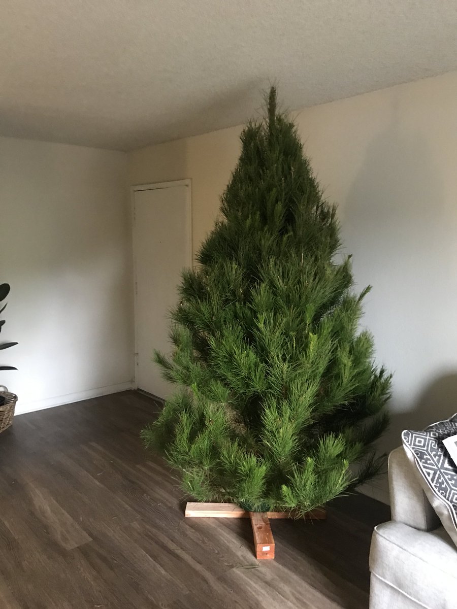 SabSilv's tweet photo. Christmas tree ☑️

Now let’s see if I can successfully get my ornaments. #FirstChristmasTree https://t.co/rBjOJ8TVwv